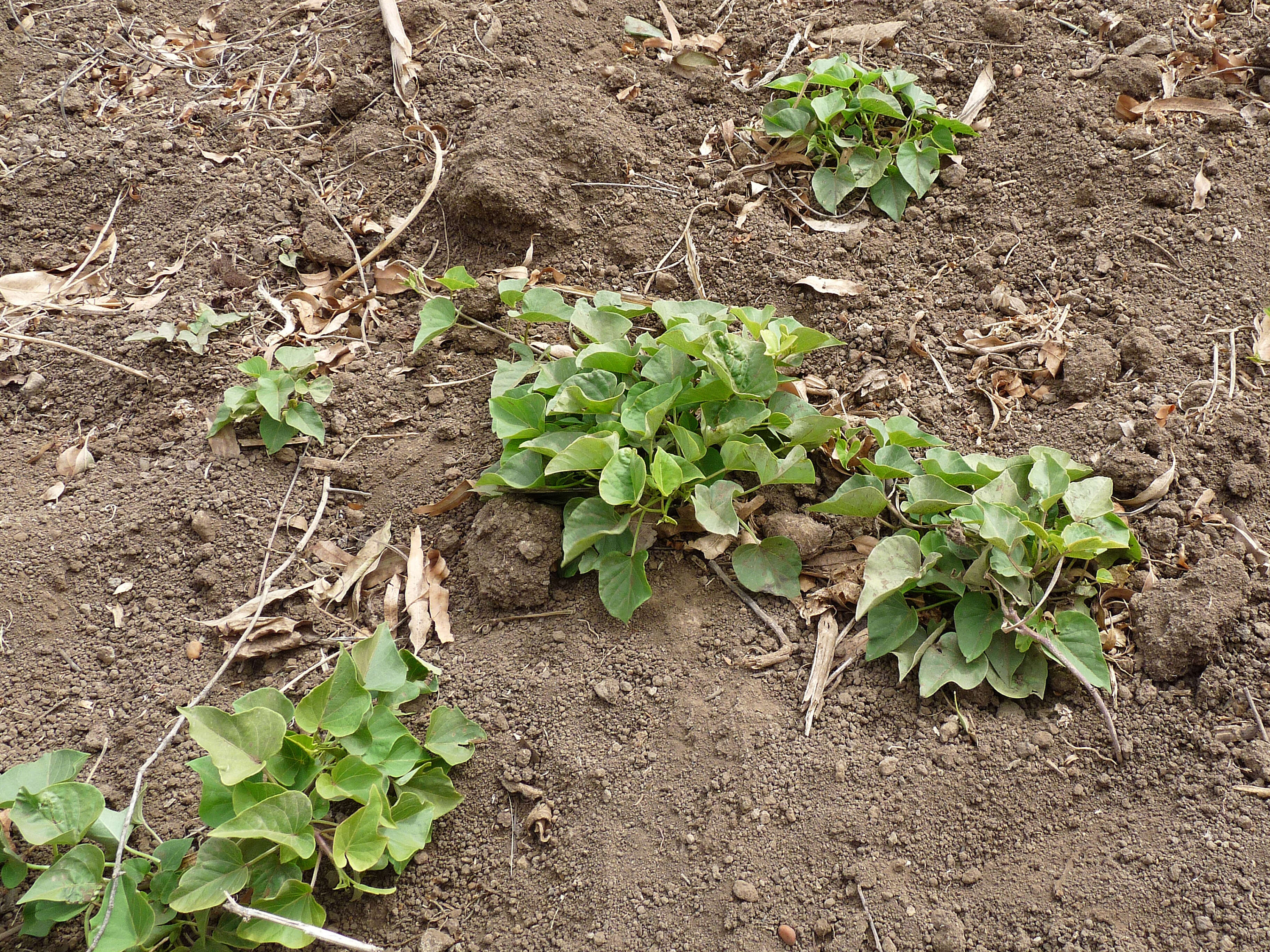 Image of sweet potato