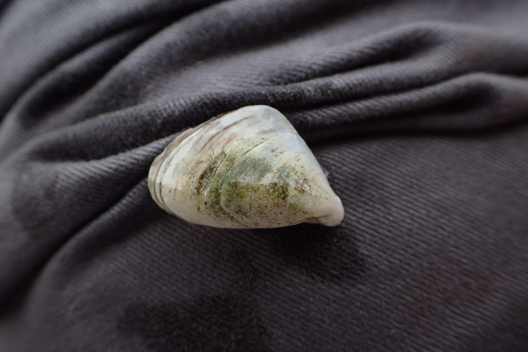 Image of quagga mussel