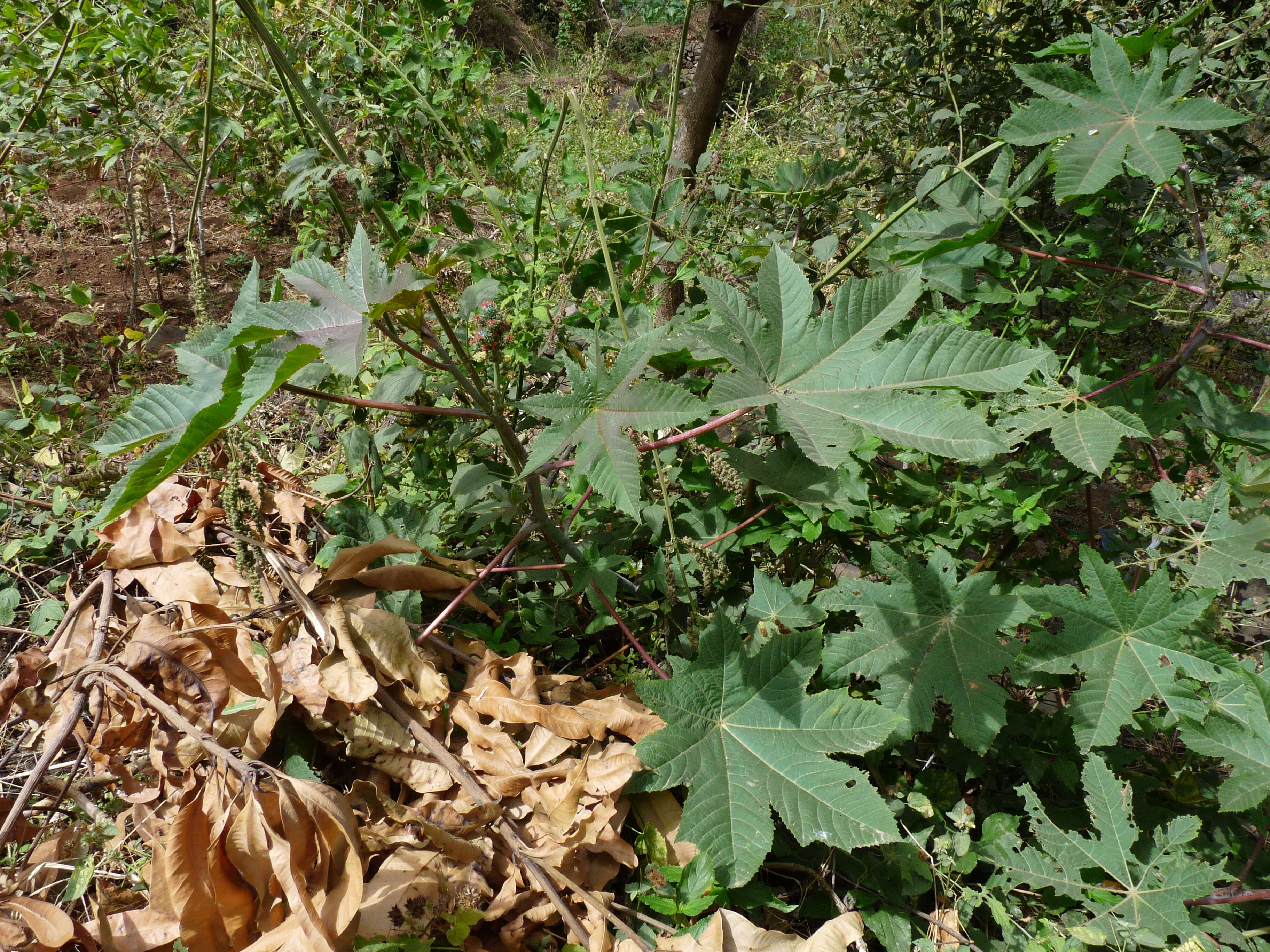 Sivun Ricinus kuva