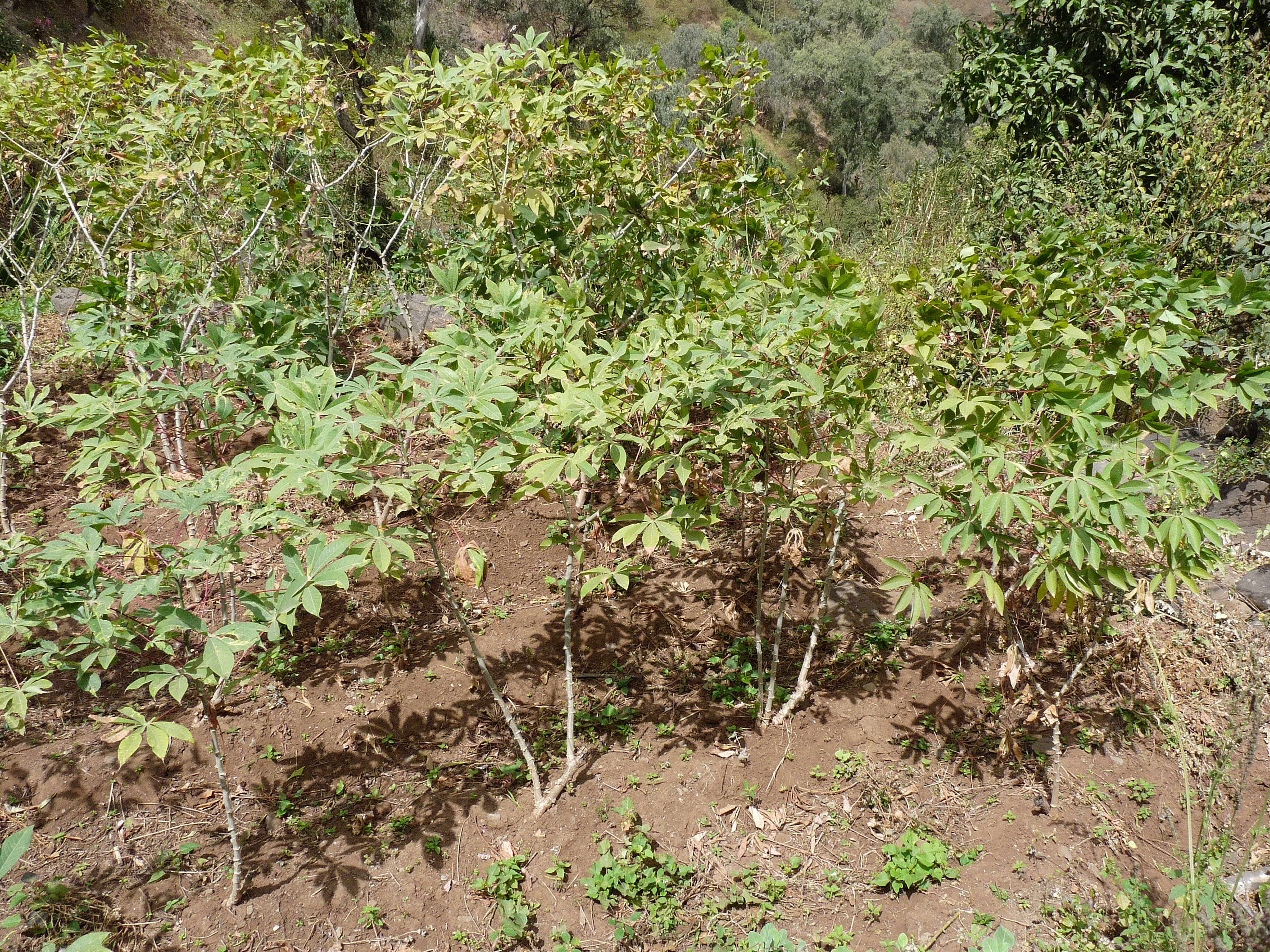 Image of cassava