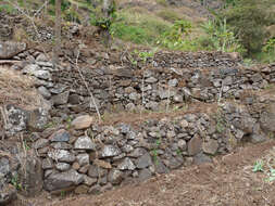 Image of cassava