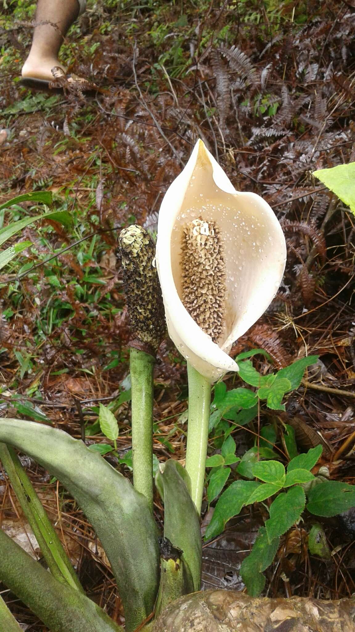 Image of Monstera pinnatipartita Schott