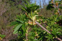 Imagem de Aesculus californica (Spach) Nutt.