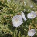 Image de Convolvulus fruticulosus subsp. fruticulosus