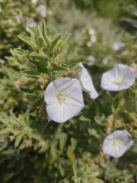 Image of Convolvulus fruticulosus Desr.