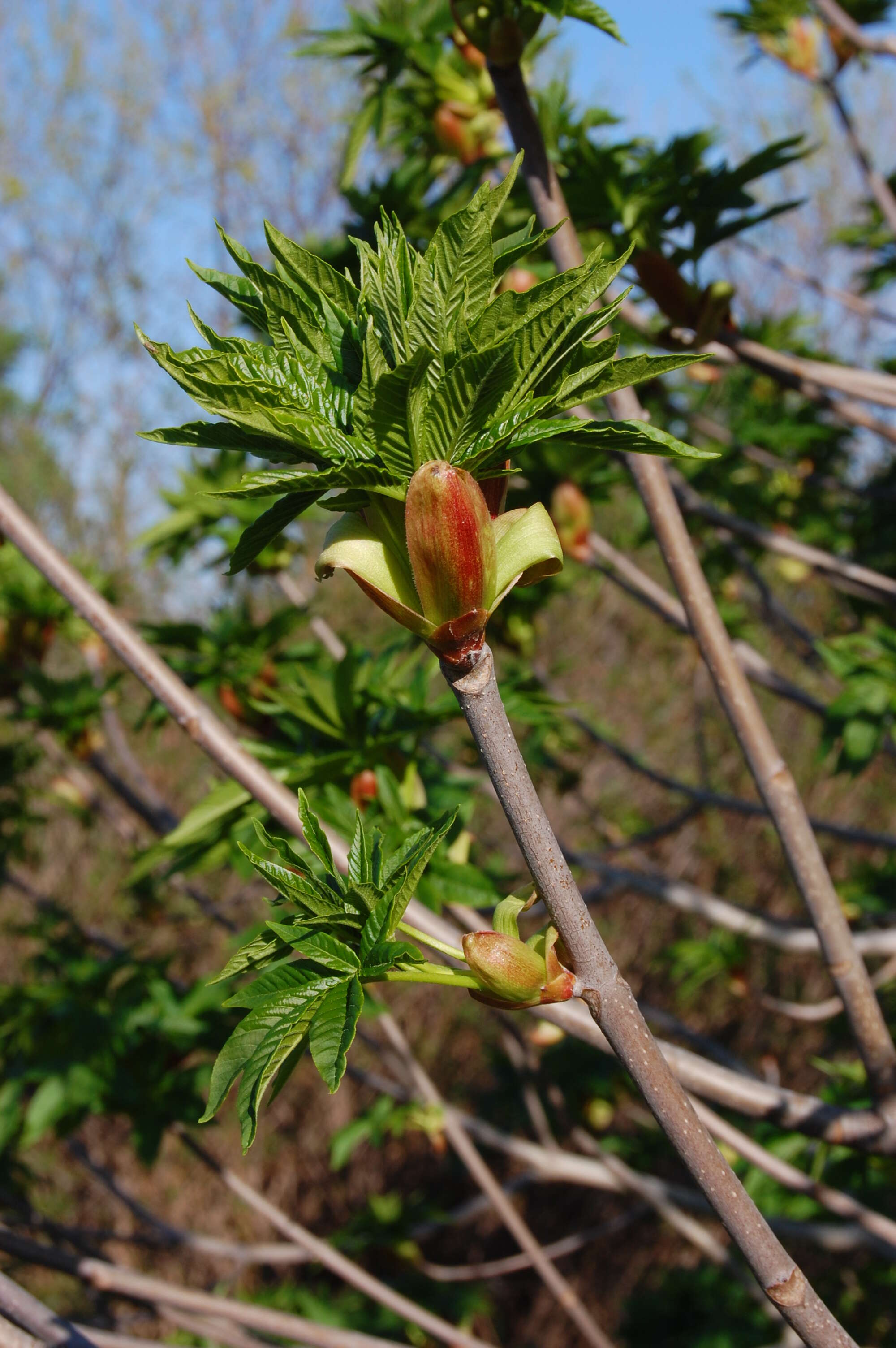 Image of California buckeye