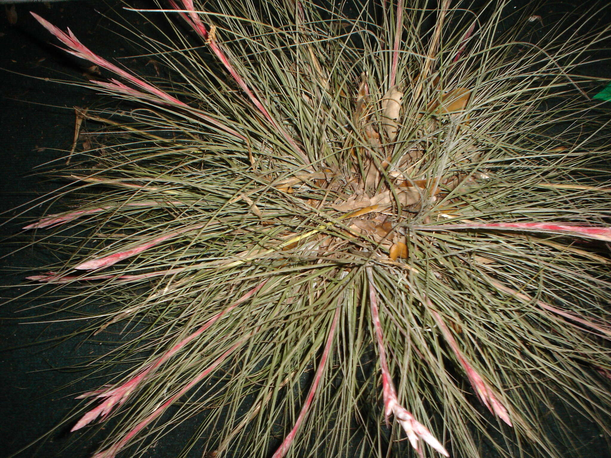 Image of Bartram's airplant