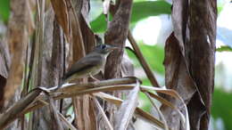 Image of Brown-breasted Flycatcher