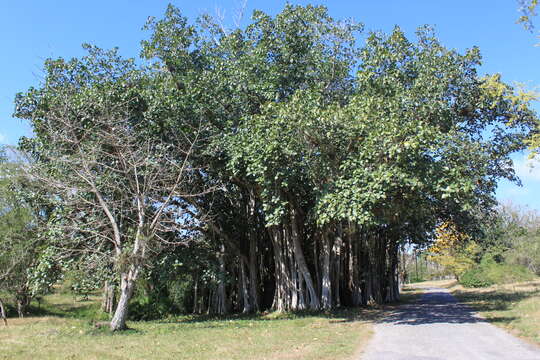 Image of Banyan