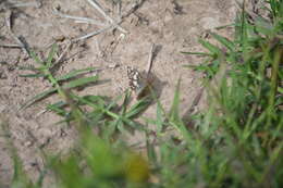 Image of <i>Burnsius orcynoides</i>