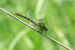 صورة Ophiogomphus westfalli Cook & Daigle 1985