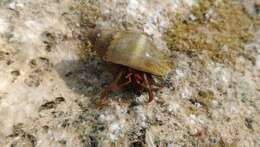 Image of Mediterranean intertidal hermit crab