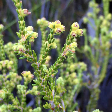 Image of Erica serrata Thunb.