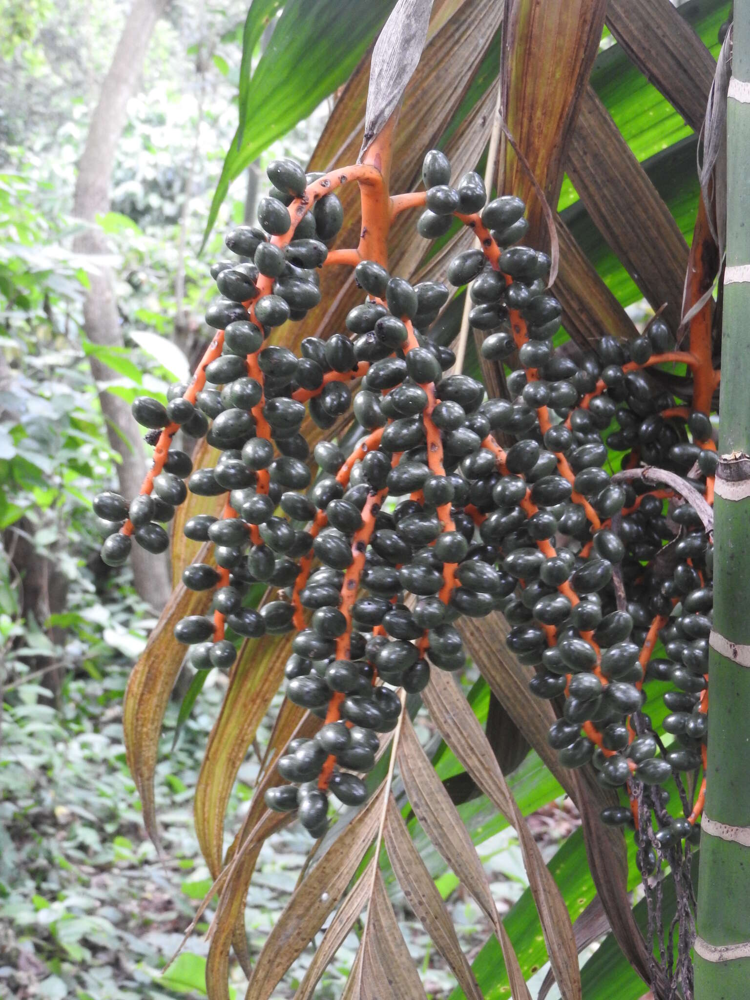 Image of Chamaedorea woodsoniana L. H. Bailey