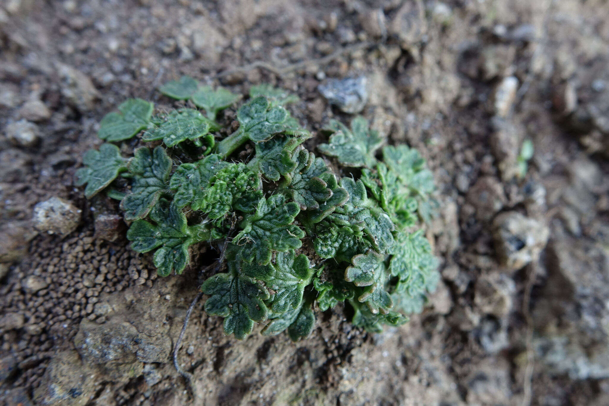 صورة Ranunculus recens T. Kirk