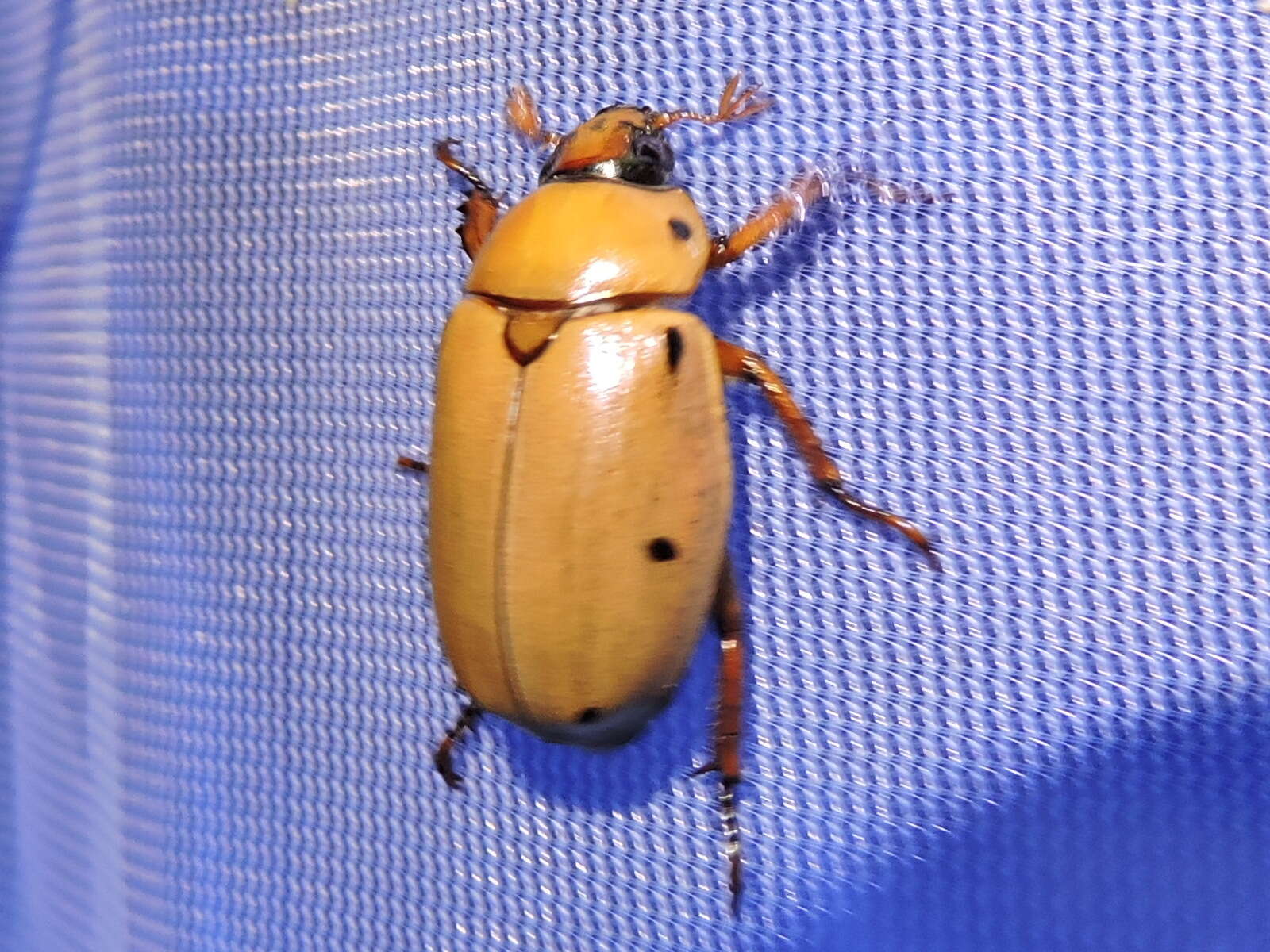 Sivun Pelidnota punctata (Linnaeus 1758) kuva