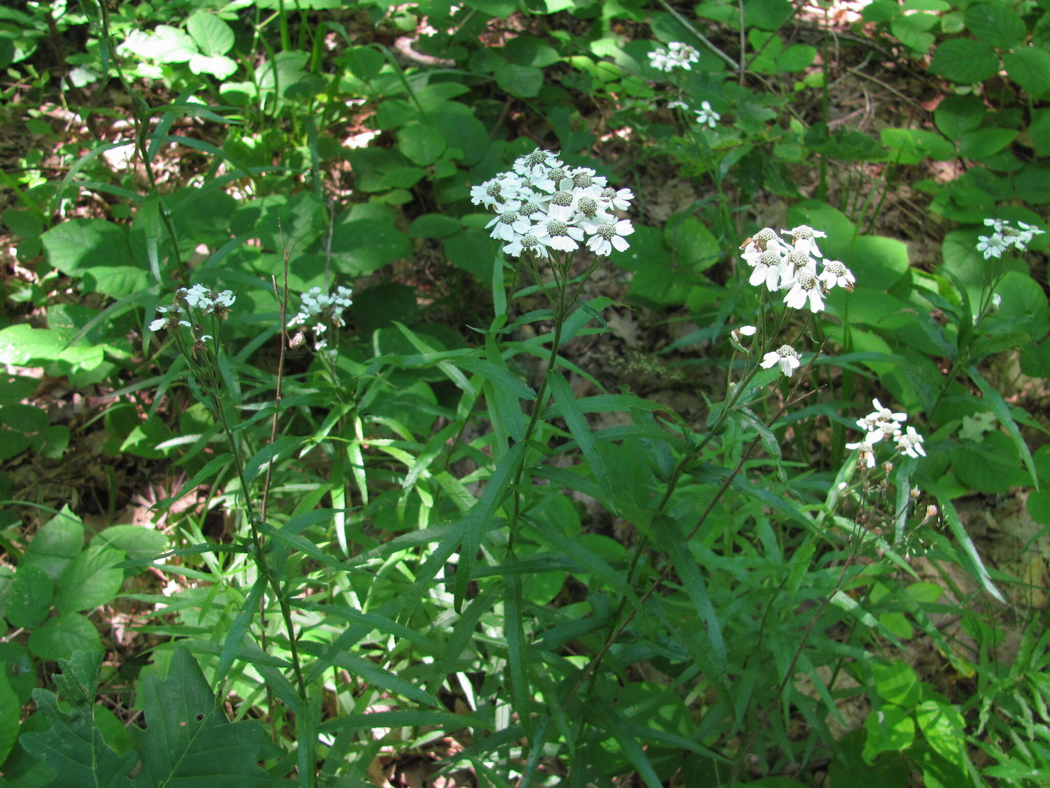 Image of Achillea biserrata M. Bieb.