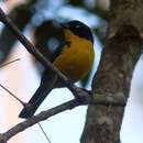 Image of Black-cheeked Mountain-Tanager