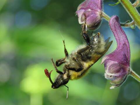 Image of Bombus consobrinus Dahlbom 1832