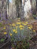 Image of common woolly sunflower