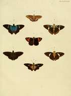 Image de Entheus priassus Linnaeus 1758