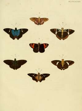 Image of Entheus priassus Linnaeus 1758