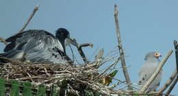 Image of Black-headed Heron