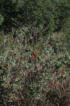 Image de Erythrina acanthocarpa E. Mey.