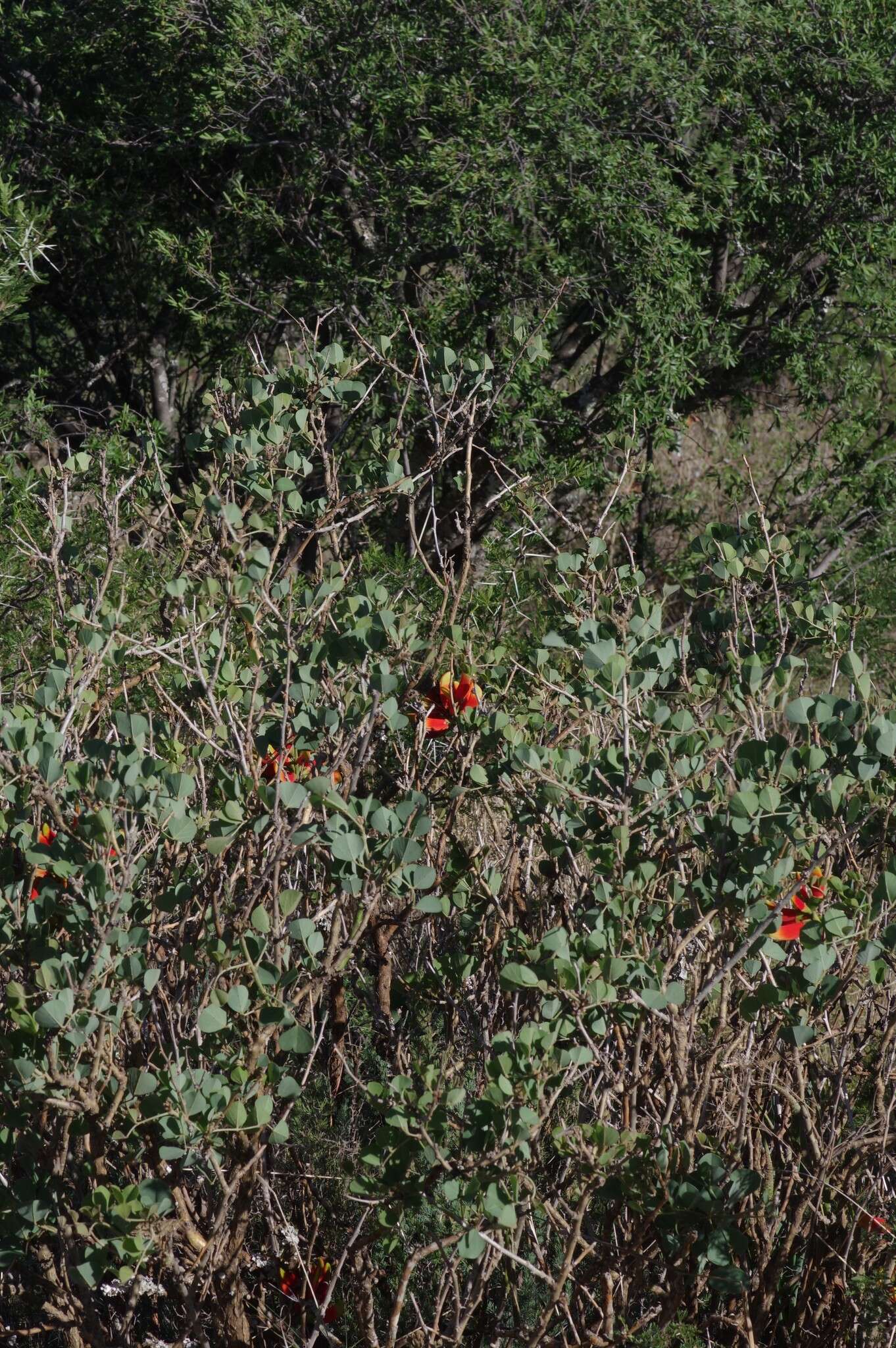 Image de Erythrina acanthocarpa E. Mey.