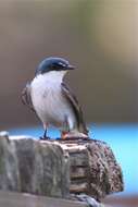 Image of Tachycineta Swallows