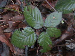 Image of Himalayan blackberry