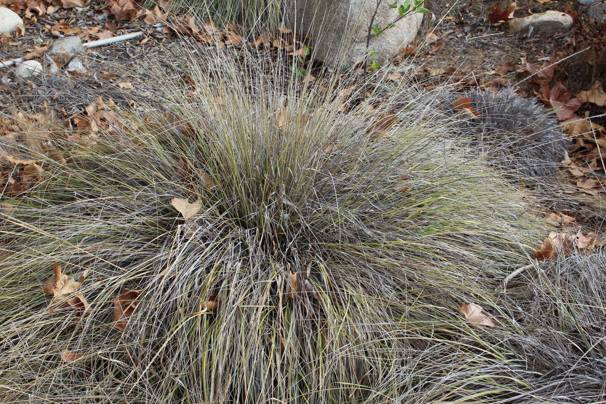 Plancia ëd Muhlenbergia rigens (Benth.) Hitchc.