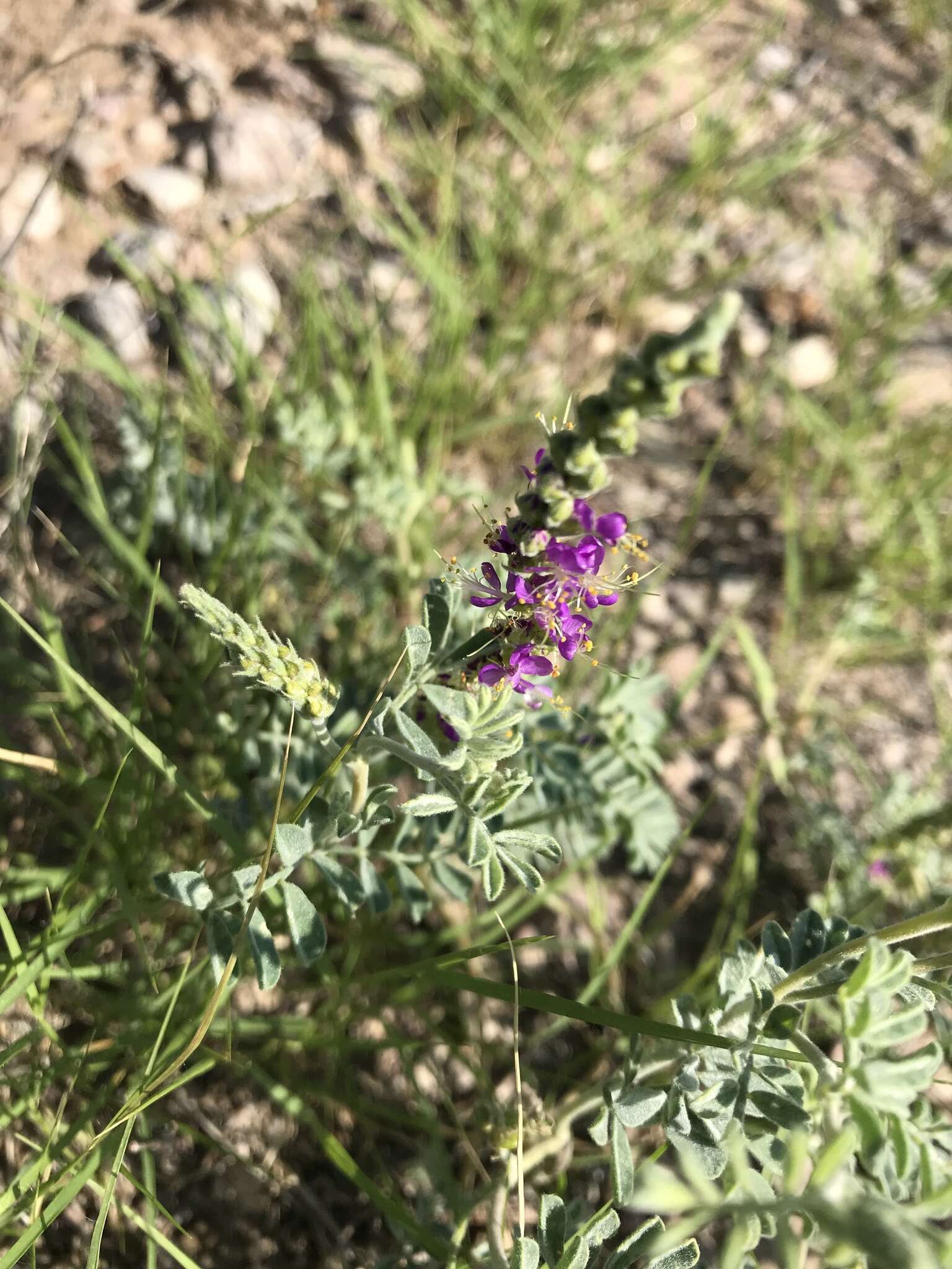 Image of woolly prairie clover