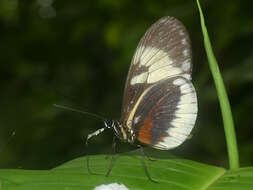 Image of Heliconius cydno alithea Hewitson 1869