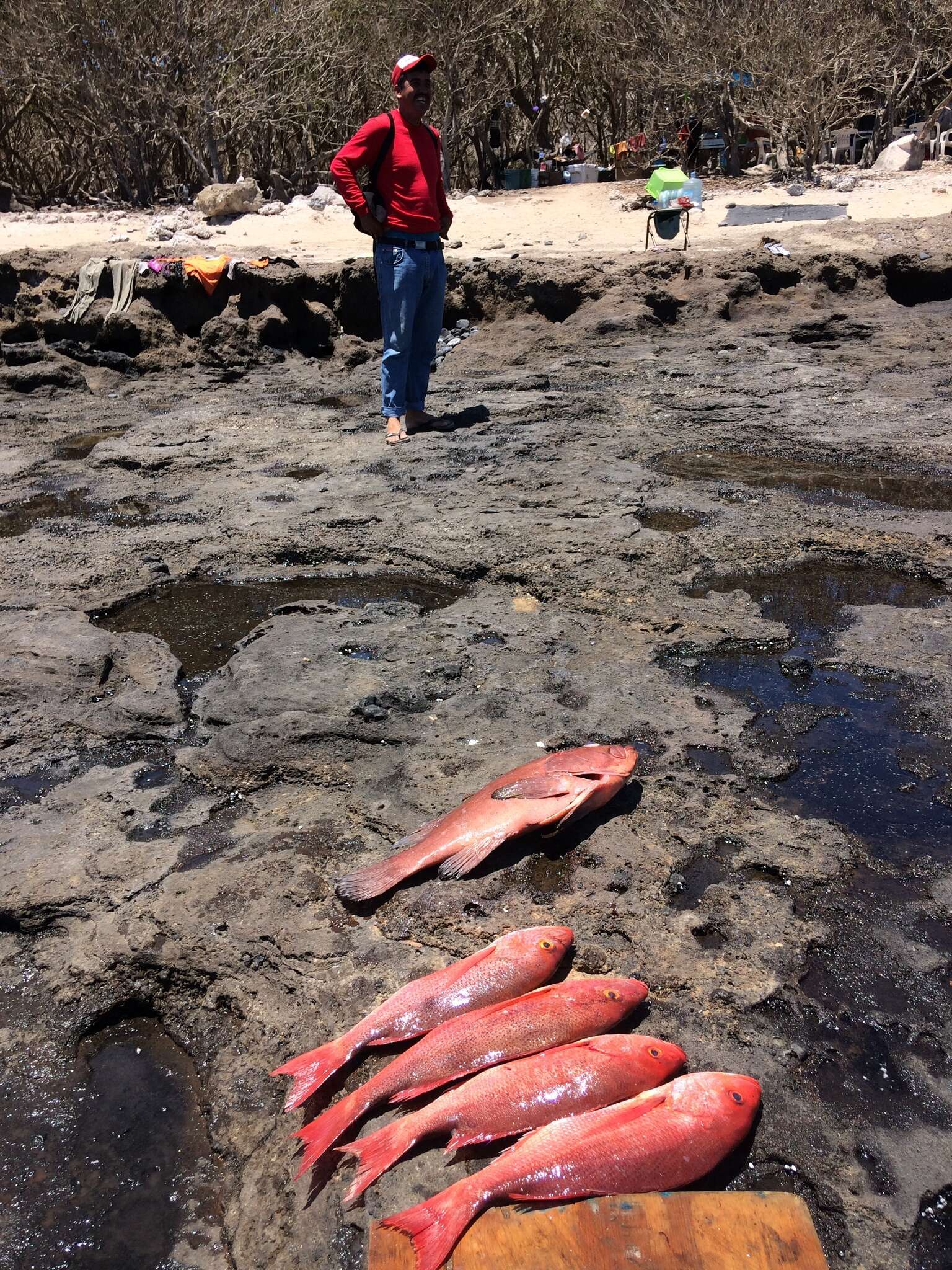 Image of Pacific red snapper