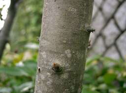 Слика од Malus halliana Koehne