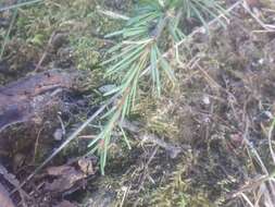 صورة Larix gmelinii var. olgensis (A. Henry) Ostenf. & Syrach