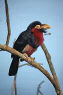 Image of Bearded Barbet