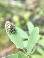 Image of Andrena parnassiae Cockerell 1902