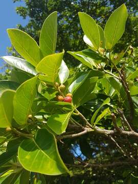 Ficus aurea Nutt.的圖片