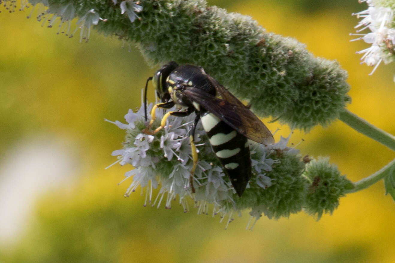 Image of Bicyrtes quadrifasciatus (Say 1824)