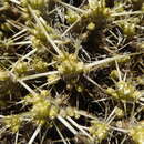 Image of Maihuenia patagonica (Phil) Britton & Rose