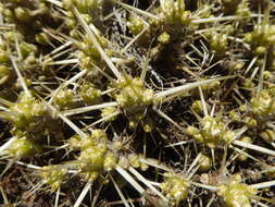 Image of Maihuenia patagonica (Phil) Britton & Rose