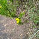 Imagem de Hypericum juniperinum (L. fil.) Kunth