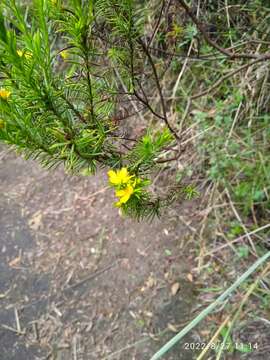 Imagem de Hypericum juniperinum (L. fil.) Kunth