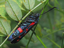 Imagem de Zygaena ephialtes Linnaeus 1767