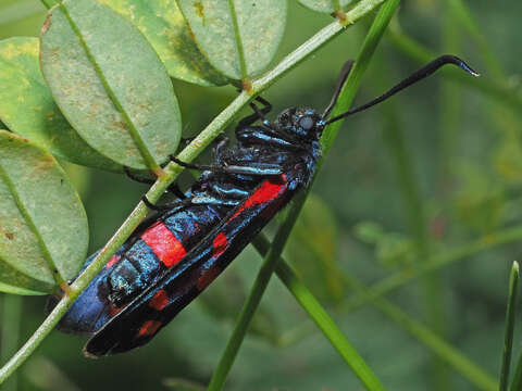 Image of Zygaena ephialtes Linnaeus 1767