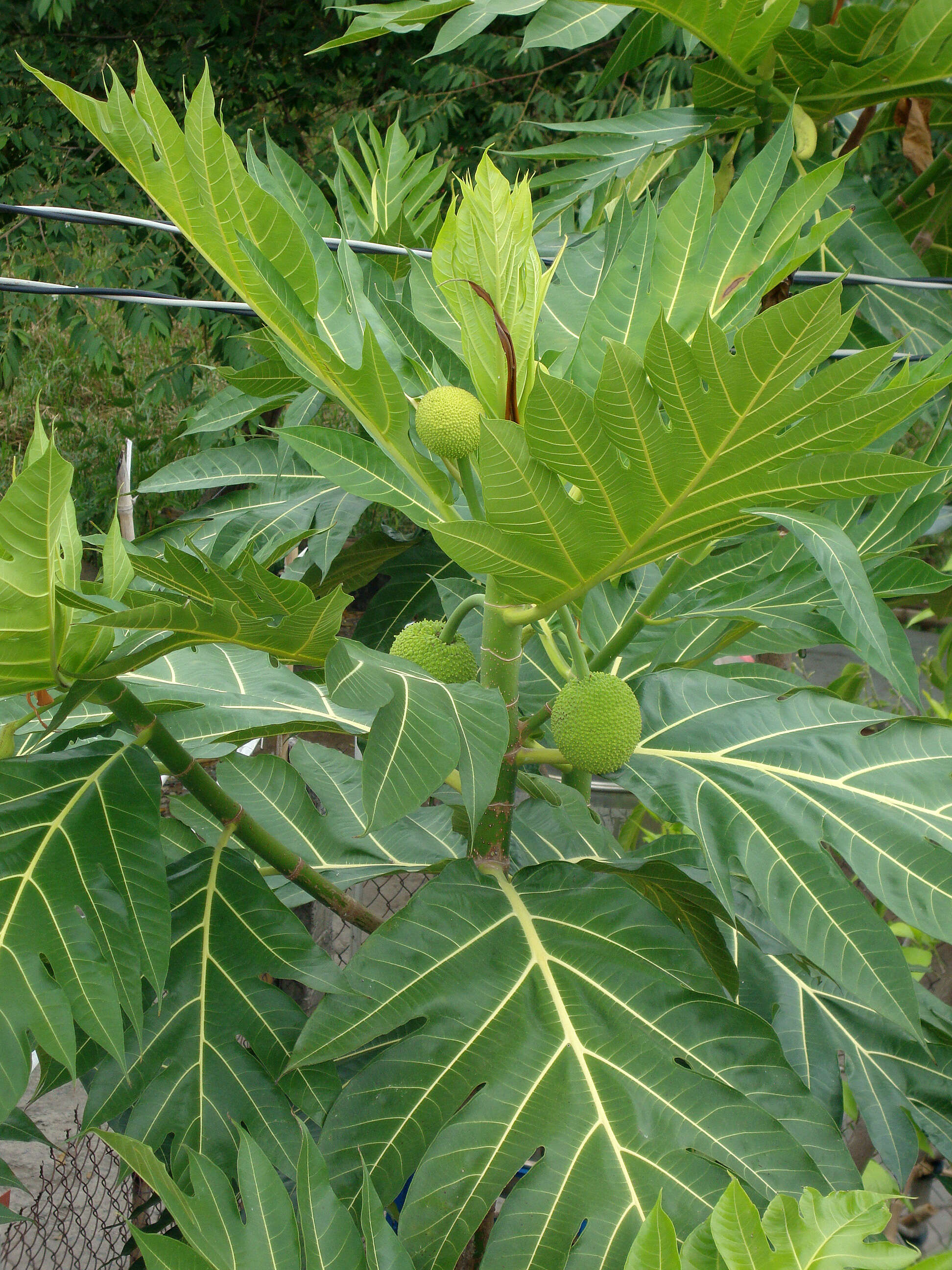 Image de Arbre à pain