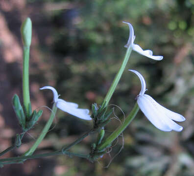 Image of Rhinacanthus nasutus (L.) Kuntze