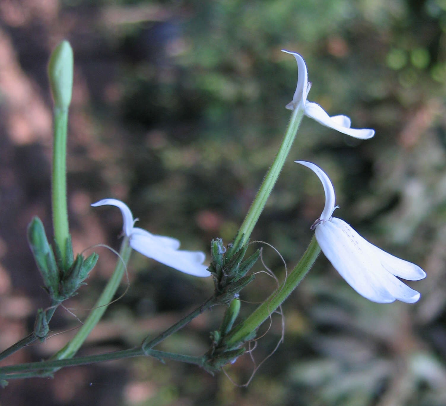 Rhinacanthus nasutus (L.) Kuntze resmi